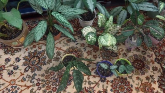 Комнатные цветы/растения. Аглаонемы в моем домашнем садике. (зеленые) смотреть онлайн