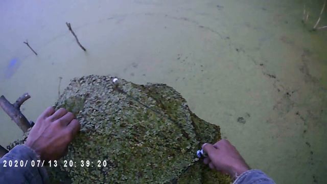 Крайнее зарыбление карпом 2020 смотреть онлайн