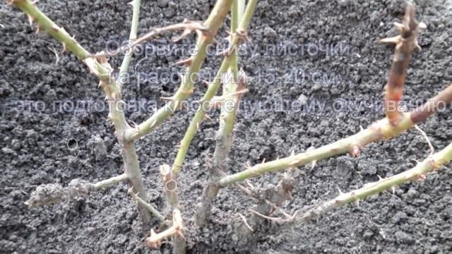 Архитектурный Мир