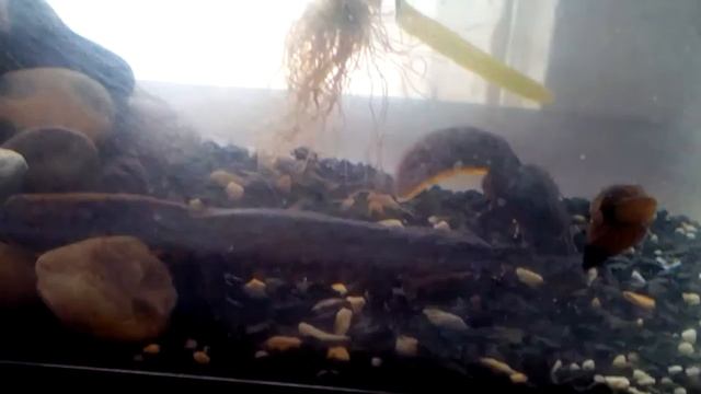 Тритон Карелина. Часть 3 смотреть онлайн