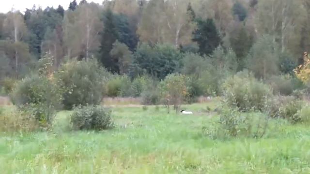 папийон и миттельшнауцер курсинг/рейсинг г. Владимир смотреть онлайн