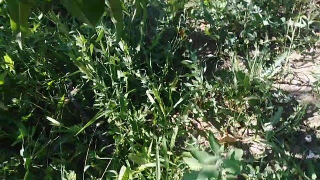 Крымские персики ? смотреть онлайн