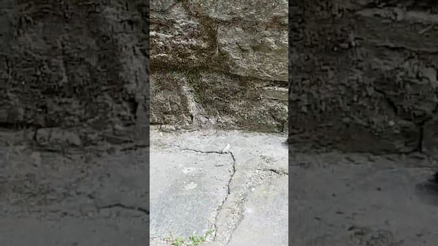 La talpa! смотреть онлайн