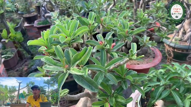 Bảo vệ nụ hoa sứ loại thuốc gì? Có khó không.(Adenium)|Truyền bonsai смотреть онлайн