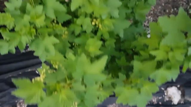 И живность, и огород. смотреть онлайн