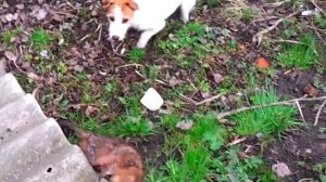 Джек-рассел-терьер.Охота на ондатру.