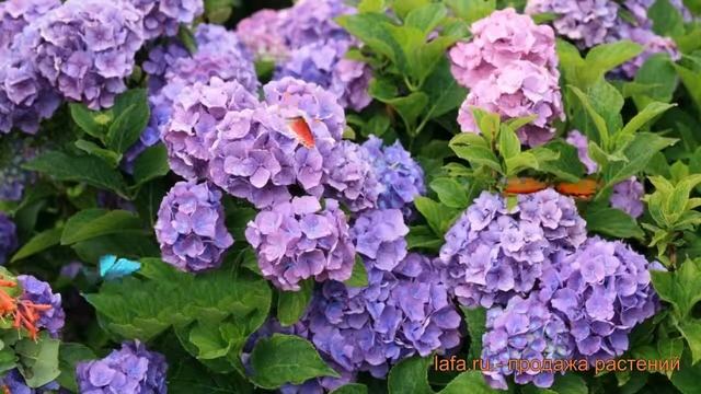 Гортензия крупнолистовая Бенелюкс (benelyuks) ? обзор: как сажать, саженцы гортензии Бенелюкс смотреть онлайн