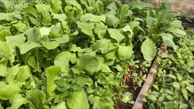 Почему редис уходит в стрелку и не образует корнеплод.НЕ ДОПУСКАЙТЕ этого при выращивании редиса. смотреть онлайн