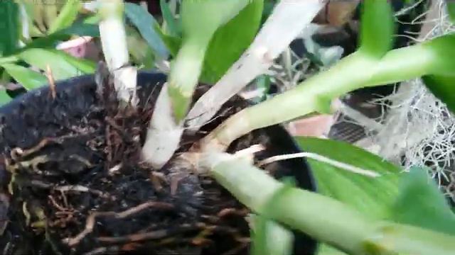 Blue Angel Dendrobium in Bloom & Healthy Dendrobium orchid with NO Bloom смотреть онлайн