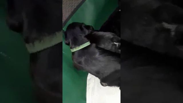 Цвергшнауцер. Возраст - 31 день смотреть онлайн