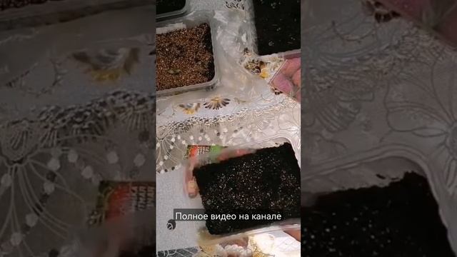 ЧТО ПО ВСХОДАМ? смотреть онлайн
