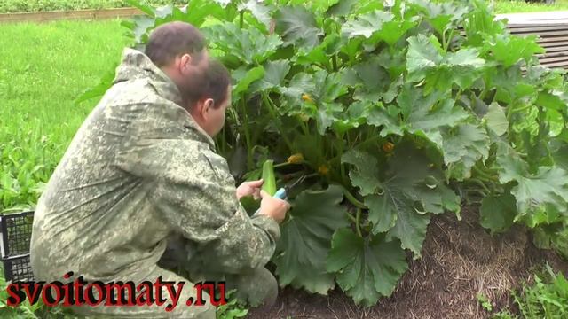 Кабачок - цуккини, сорт: "Нежность" смотреть онлайн