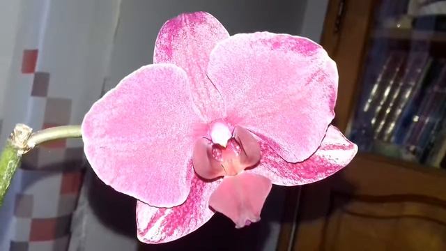 Fleur de phalaenopsis Bordeaux смотреть онлайн