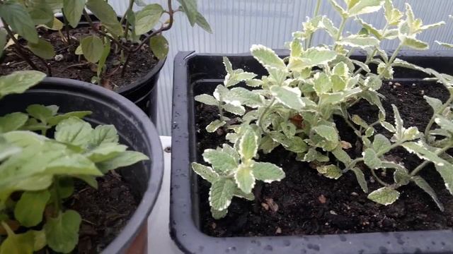 Экзоты у Татьяны & всё обо всём