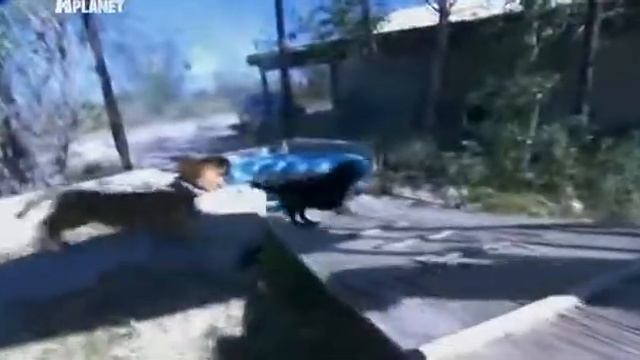 Введение в собаковедение - комондор смотреть онлайн