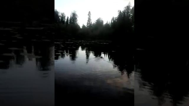 маленькая чайка смотреть онлайн