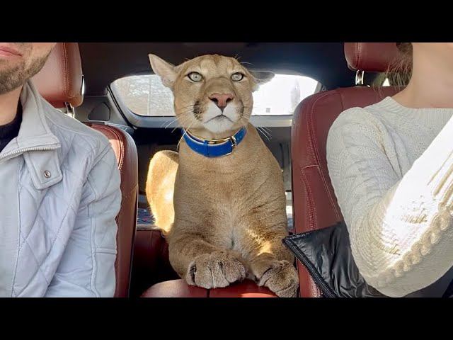 Пума Месси поехал путешествовать! Месси впервые заехал на автомобильную мойку! смотреть онлайн