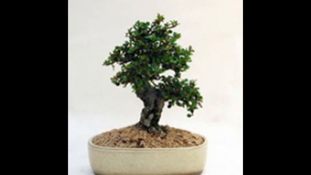 Cotoneaster horizontalis Bonsai - Rock Cotoneaster, Rockspray Cotoneaster смотреть онлайн