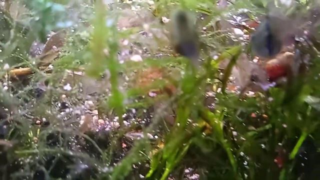 мальки апистограммы рамирези в общем аквариуме... смотреть онлайн