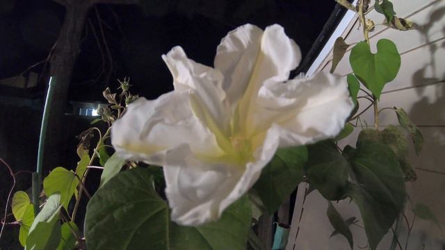 Moonflower Bloom Timelapse смотреть онлайн
