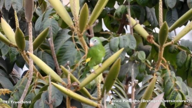 #aves #Lima 15 aves más comunes en los parques y jardines de Lima, Perú смотреть онлайн