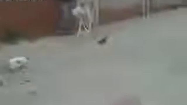 кот на мгновение потерял смысл жизни смотреть онлайн