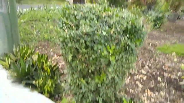 Sansieviera - Agave Furcraea - Sukulen - Ornamental plants смотреть онлайн