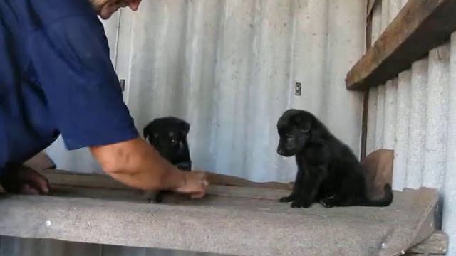 Щенки Восточно-европейской овчарки 2013 р 2 мальчика смотреть онлайн