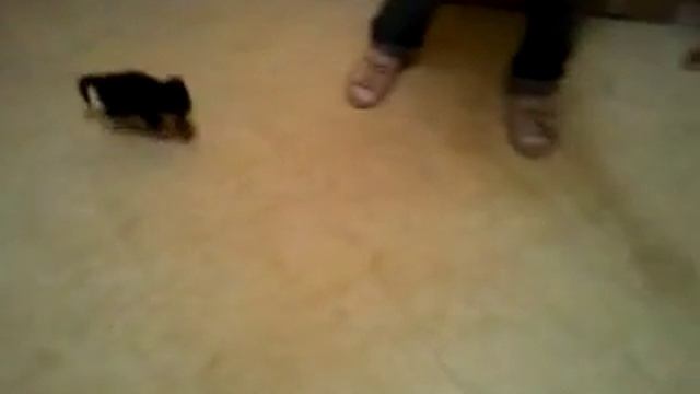 весёлый котик ловит мышку смотреть онлайн