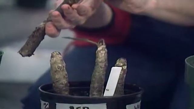 Propagating Houseplants