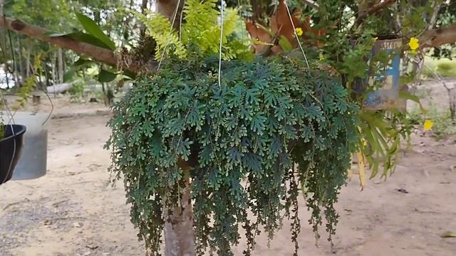 Como Cultivar Samambaia Azul? Selaginella Uncinata.