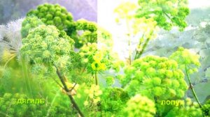 борщевик сосновского как отличить/как выглядит борщевик ядовитый/как выглядит борщевик сосновского