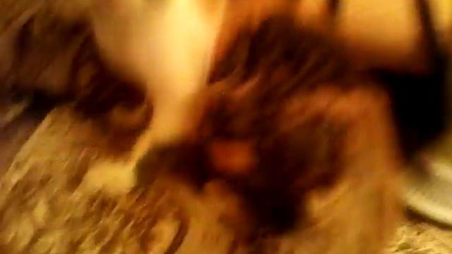 Кошка от паука начала жевать свою лапу😂😂😂😂😂😂😂😂 смотреть онлайн