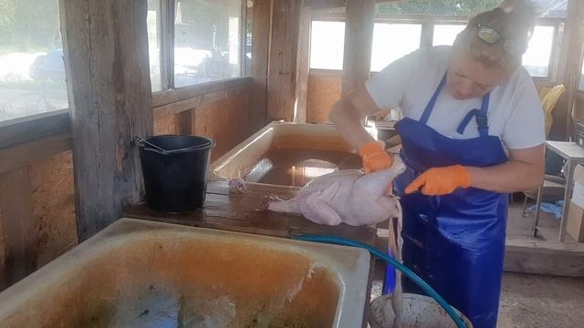 Рубим бройлеров# ? Куры весом 4,8кг# ?Как это происходит у НАС? смотреть онлайн