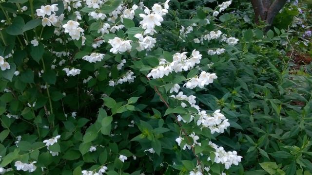 Северный жасмин, хит-парад самых выдающихся сортов чубушника. От розового до жёлтого! смотреть онлайн