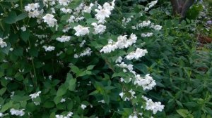 Северный жасмин, хит-парад самых выдающихся сортов чубушника. От розового до жёлтого!