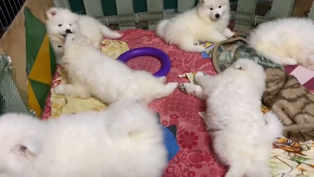 Имена щенков самоеда/ Первый помёт смотреть онлайн