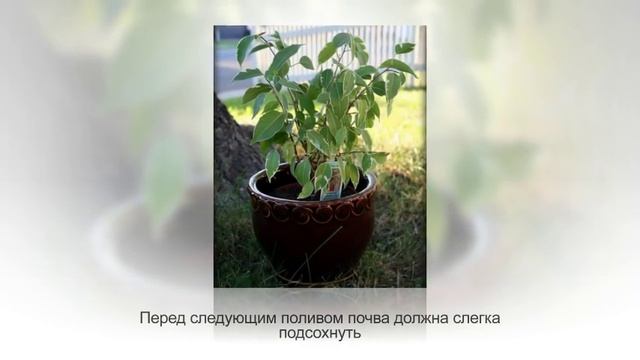 ФИКУС БЕНДЖАМИНА. Уход и разведение в домашних условиях смотреть онлайн