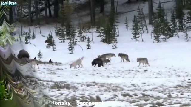Стая Волков против Медведя ! Смертельная схватка... смотреть онлайн