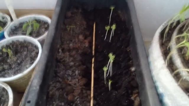 Переселение рассады в теплицу! 25 марта смотреть онлайн