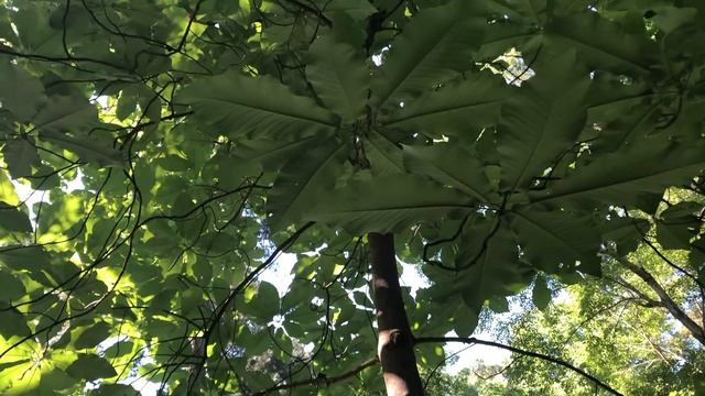 Why Do Conifers Rule the North? смотреть онлайн