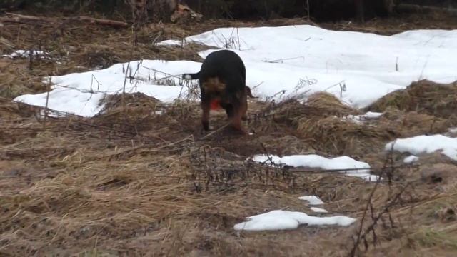 003 Нагонка Финской гончей работа по зайцу... смотреть онлайн