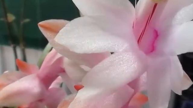 ZYGOCACTUS SCHLUMBERGERA смотреть онлайн