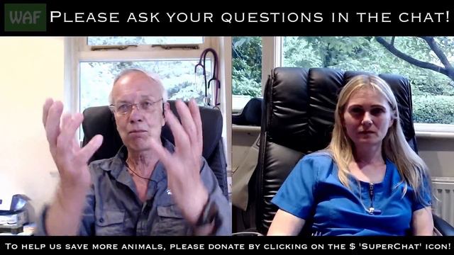 What does it take to be a wildlife vet?! смотреть онлайн