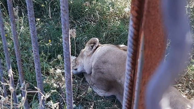 Цирковых льва и львицу вывели из саванны. смотреть онлайн