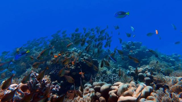 Underwater World 4k ( 2160 X 3840 ).webm