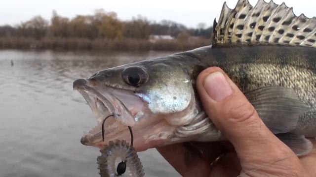 Рыбалка удалась. Судаки на кукане. смотреть онлайн