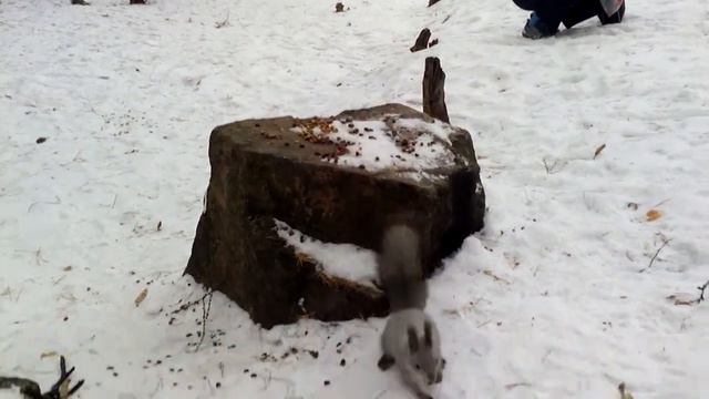 Челябинская Белка смотреть онлайн