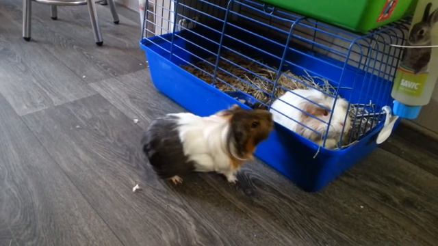 Guinea pig biting / Морская свинка кусается смотреть онлайн