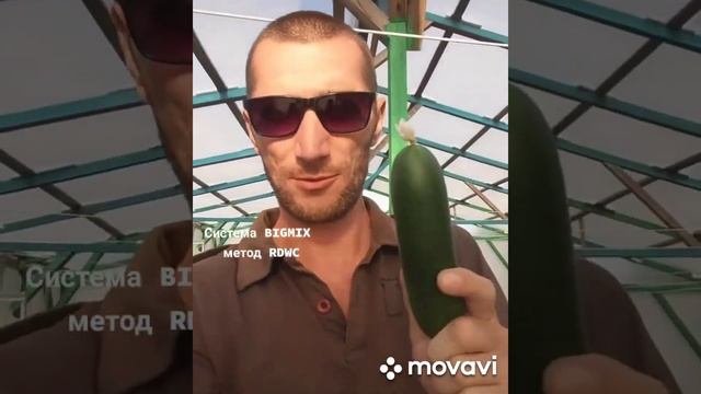 Обработка огурцов биопрепаратом Лепидоцид против клеща смотреть онлайн